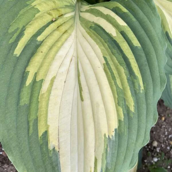 Shadowland® 'Love Story' Hosta 4 Shadowland® 'Love Story' Hosta - Image 2