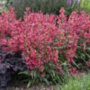 Bejeweled™ 'Rose Rhinestones' Beardtongue -Great Garden Plants b6c678f0f6d291e2cecfa5704dadb1fb