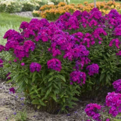 Luminary™ 'Ultraviolet' Tall Garden Phlox -Great Garden Plants b941ba522654a80039731c70e4ca9f81