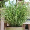 'Bandwidth' Maiden Grass -Great Garden Plants bandwidth maiden grass 2