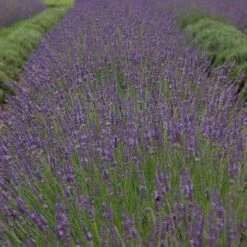 Phenomenal® Lavender 11 Phenomenal® Lavender -Great Garden Plants bc55a5d16b0311983454a8918271667a