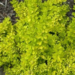 Sunjoy® Citrus Barberry -Great Garden Plants berberis sunjoy citrus barberry 6