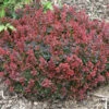 Sunjoy® Mini Salsa Barberry -Great Garden Plants berberis sunjoy mini salsa barberry 1