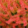 Sunjoy® Tangelo™ Barberry 2 Sunjoy® Tangelo™ Barberry -Great Garden Plants berberis sunjoy tangelo barberry 1