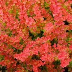 Sunjoy® Tangelo™ Barberry