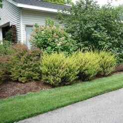 Cesky Gold® Dwarf Birch 9 Cesky Gold® Dwarf Birch -Great Garden Plants betula cesky gold 1 P sw