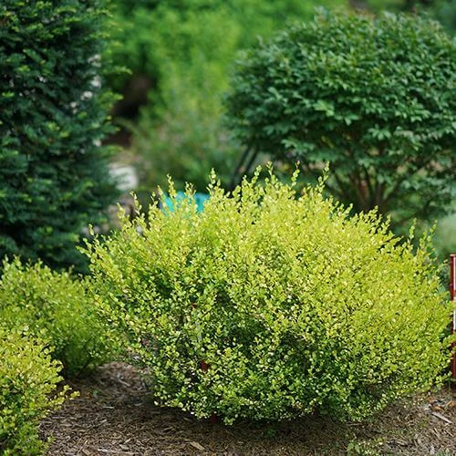 Cesky Gold® Dwarf Birch 3 Cesky Gold® Dwarf Birch