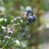 'Blueray' Blueberry 1 'Blueray' Blueberry -Great Garden Plants blueray blueberry 1