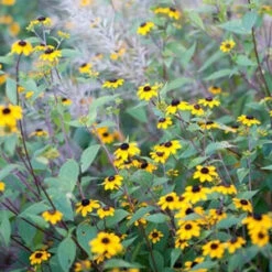 Brown-Eyed Susan (Rudbeckia) 7 Brown-Eyed Susan (Rudbeckia) -Great Garden Plants brown eyed susan 3