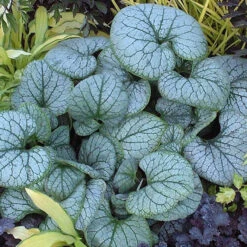 'Jack Frost' Siberian Bugloss 13 'Jack Frost' Siberian Bugloss -Great Garden Plants brunnera jack frost 2