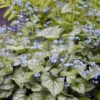 'Jack Frost' Siberian Bugloss 2 'Jack Frost' Siberian Bugloss -Great Garden Plants brunnera jack frost 3