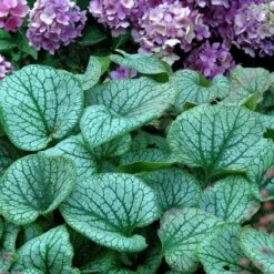 'Jack Frost' Siberian Bugloss 15 'Jack Frost' Siberian Bugloss -Great Garden Plants brunnera jack frost 6