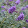 Lo & Behold® 'Blue Chip' Butterfly Bush -Great Garden Plants buddleia lo behold blue chip 1 L