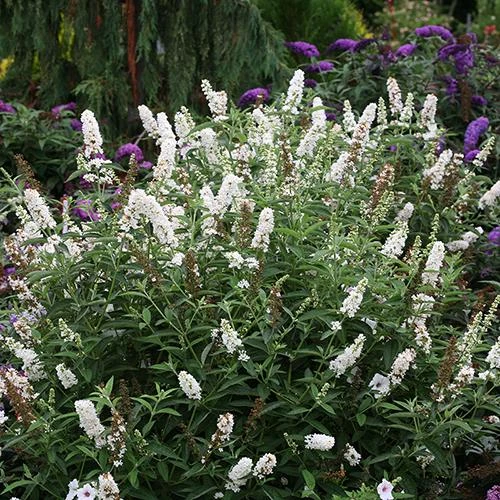 'Miss Pearl' Butterfly Bush 3 'Miss Pearl' Butterfly Bush