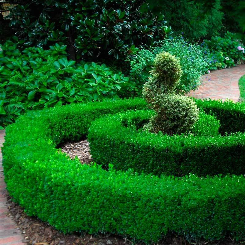'Green Velvet' Boxwood 3 'Green Velvet' Boxwood