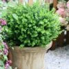 Sprinter® Boxwood 2 Sprinter® Boxwood -Great Garden Plants buxus sprinter boxwood 1