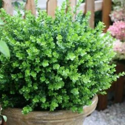 Sprinter® Boxwood -Great Garden Plants buxus sprinter boxwood 2