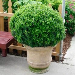 Sprinter® Boxwood -Great Garden Plants buxus sprinter boxwood 4