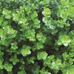 Sprinter® Boxwood -Great Garden Plants buxus sprinter boxwood 5