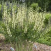 Decadence® 'Vanilla Cream II' False Indigo 2 Decadence® 'Vanilla Cream II' False Indigo -Great Garden Plants c1233b93c442b584e3e237b754719380