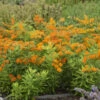 Orange Milkweed -Great Garden Plants c3d10921168a560471ba8f01d325ee6e