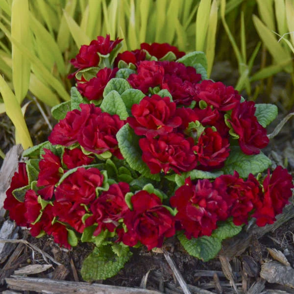 Belarina® Valentine Primrose 3 Belarina® Valentine Primrose