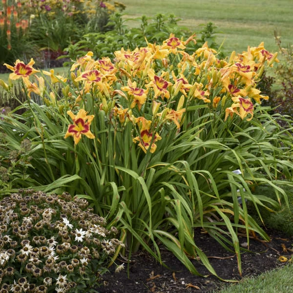 Rainbow Rhythm® 'Tiger Swirl' Daylily 6 Rainbow Rhythm® 'Tiger Swirl' Daylily - Image 4