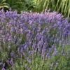 'Hidcote' Lavender 2 'Hidcote' Lavender -Great Garden Plants ca835650a463bd9b9f92bf4a960d460c