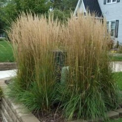 'Karl Foerster' Feather Reed Grass 11 'Karl Foerster' Feather Reed Grass -Great Garden Plants calamagrostis karl foerster feather reed grass 3 sw