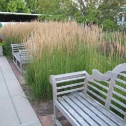 'Karl Foerster' Feather Reed Grass 12 'Karl Foerster' Feather Reed Grass -Great Garden Plants calamagrostis karl foerster feather reed grass 6 sw