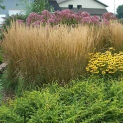 'Karl Foerster' Feather Reed Grass 13 'Karl Foerster' Feather Reed Grass -Great Garden Plants calamagrostis karl foerster feather reed grass 8 sw