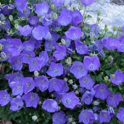 'Rapido Blue' Bellflower 9 'Rapido Blue' Bellflower -Great Garden Plants campanula rapido blue 2