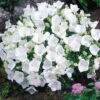 'Rapido White' Bellflower -Great Garden Plants campanula rapido white carpathian harebell 1
