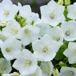 'Rapido White' Bellflower -Great Garden Plants campanula rapido white carpathian harebell 2