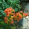 Trumpet Vine 1 Trumpet Vine -Great Garden Plants campsis radicans trumpet creeper 1