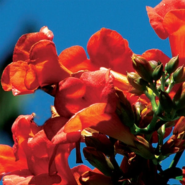 Flamenco Trumpet Vine 3 Flamenco Trumpet Vine