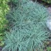 'Blue Zinger' Sedge -Great Garden Plants carex blue zinger sedge 3 sw