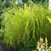 'Bowles Golden' Sedge 1 'Bowles Golden' Sedge -Great Garden Plants carex bowles golden 1
