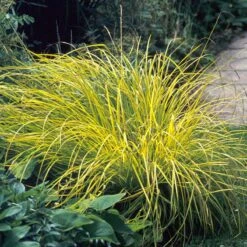 Brighten A Shady Spot Collection -Great Garden Plants carex bowles golden 3 846f61fa 4e44 44a6 91d9 8307e52e0dfb