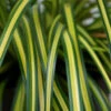 EverColor® 'Eversheen' Sedge 1 EverColor® 'Eversheen' Sedge -Great Garden Plants carex oshimensis eversheen sedge