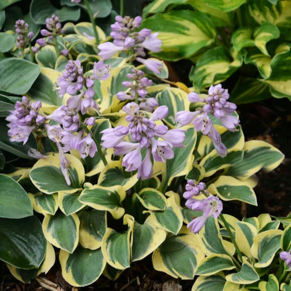 'Mini Skirt' Hosta 5 'Mini Skirt' Hosta - Image 3