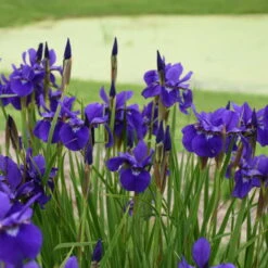 'Caesar's Brother' Siberian Iris -Great Garden Plants cdd505d1bb58bc03b5146fa2ec4d152d