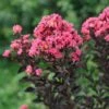 Center Stage® Coral Crapemyrtle 1 Center Stage® Coral Crapemyrtle -Great Garden Plants center stage coral crapemyrtle 2 sw