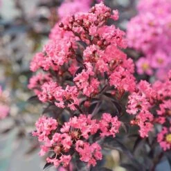 Center Stage® Coral Crapemyrtle -Great Garden Plants center stage coral crapemyrtle 4 sw