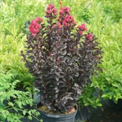 Center Stage® Pink Crapemyrtle -Great Garden Plants center stage pink crapemyrtle 5 sw