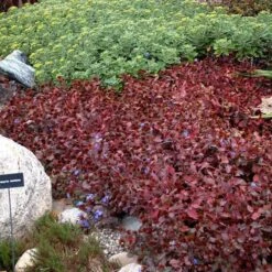 Hardy Plumbago -Great Garden Plants ceratostigma plumbaginoides plumbago 2 sw