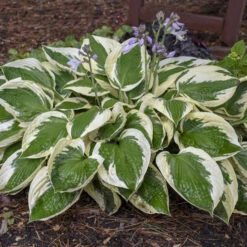 'Patriot' Hosta 10 'Patriot' Hosta -Great Garden Plants cfeeadbcfa09906c53303e308a61b5cf