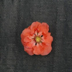 Double Take Peach™ Flowering Quince 8 Double Take Peach™ Flowering Quince -Great Garden Plants chaenomeles double take peach 2 P sw