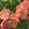 Double Take Peach™ Flowering Quince -Great Garden Plants chaenomeles double take peach 3 P sw