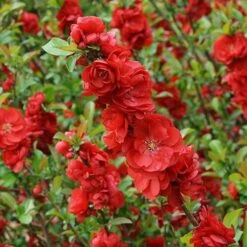 Double Take Scarlet™ Flowering Quince -Great Garden Plants chaenomeles double take scarlet 4 P sw